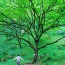 二郎山喇叭河景区游客中心 - 雅安市旅游 缩略图 8