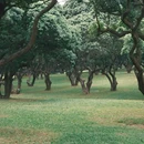 中山公园 - 深圳市旅游 缩略图 1