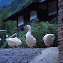 川藏茶马驿 - 雅安市旅游 缩略图 5