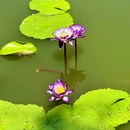 国家植物园 - 北京市旅游 缩略图 4