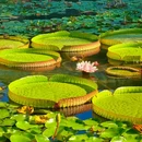 国家植物园 - 北京市旅游 缩略图 2
