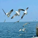 喜川日本料理·海胆·烧鸟·居酒屋(港湾广场店) - 大连市旅游 缩略图 8