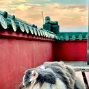 格美Chongqing Memory|自然美学·独栋庭院设计师酒店(重庆解放碑步行街洪崖洞店) - 重庆市旅游 缩略图 8