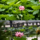 青荷汉服旅拍 - 苏州市旅游 缩略图 3