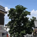 呈坎 - 黄山市旅游 缩略图 8