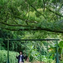 石门国家森林公园 - 广州市旅游 缩略图 8