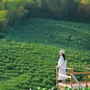 安吉寻梦桃花原·采茶炒茶·围炉冰茶 - 湖州市旅游 缩略图 2