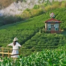 安吉寻梦桃花原·采茶炒茶·围炉冰茶 - 湖州市旅游 缩略图 1