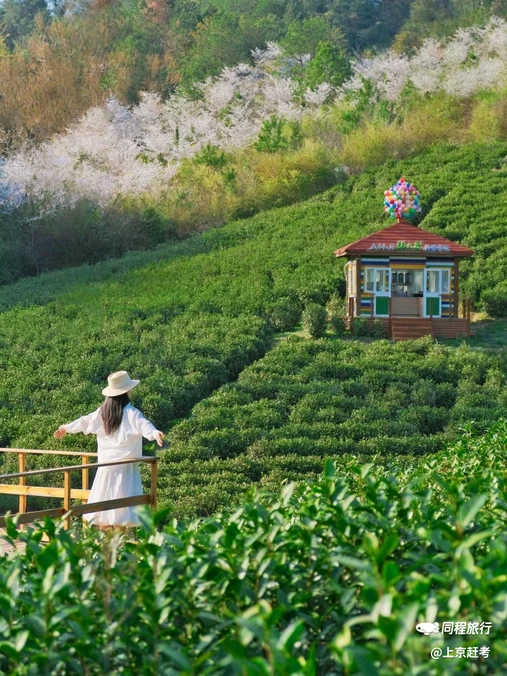 安吉寻梦桃花原·采茶炒茶·围炉冰茶 - 湖州市旅游