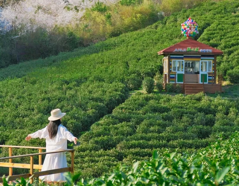 安吉寻梦桃花原·采茶炒茶·围炉冰茶 - 湖州市旅游 1