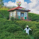 安吉寻梦桃花原·采茶炒茶·围炉冰茶 - 湖州市旅游 缩略图 5