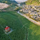 安吉寻梦桃花原·采茶炒茶·围炉冰茶 - 湖州市旅游 缩略图 3