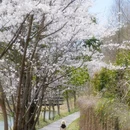 安吉寻梦桃花原·采茶炒茶·围炉冰茶 - 湖州市旅游 缩略图 7