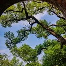 江心屿景区 - 温州市旅游 缩略图 2