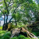 江心屿景区 - 温州市旅游 缩略图 9