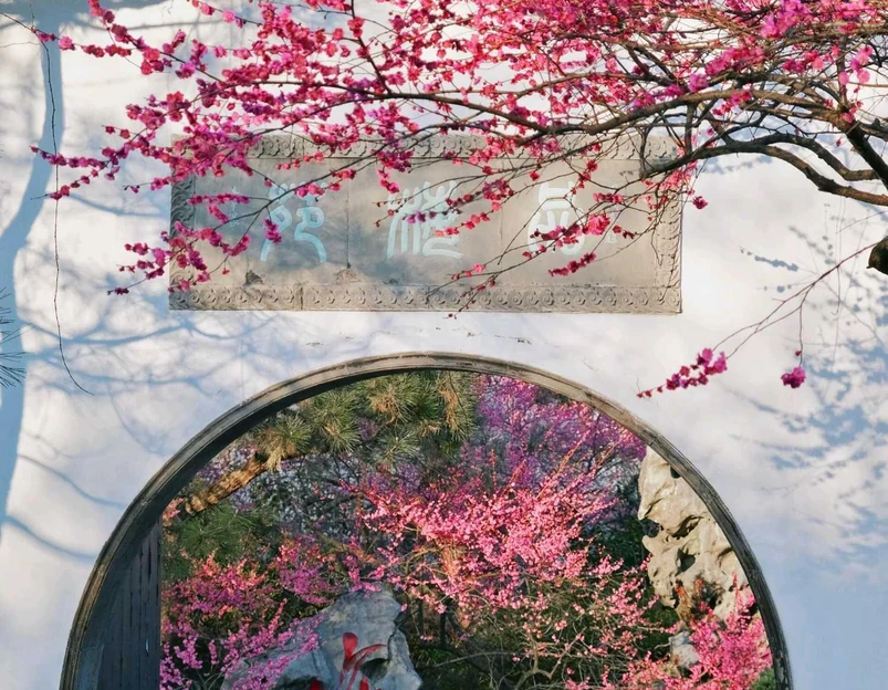 灵峰探梅 - 杭州市旅游 1
