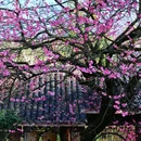 灵峰探梅 - 杭州市旅游 缩略图 2