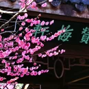 灵峰探梅 - 杭州市旅游 缩略图 8