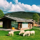 纳帕海景区 - 迪庆藏族自治州旅游 缩略图 4