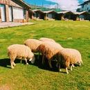 纳帕海景区 - 迪庆藏族自治州旅游 缩略图 8
