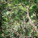 广州市帽峰山景区 - 广州市旅游 缩略图 5