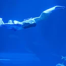 海南海洋欢乐世界游客中心 - 陵水黎族自治县旅游 缩略图 4