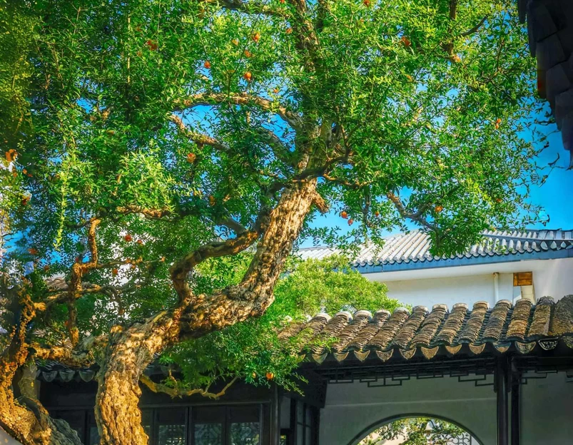 怡园 - 苏州市旅游 1
