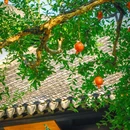 怡园 - 苏州市旅游 缩略图 6