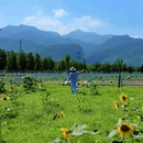 三屯稻田小镇 - 洛阳市旅游 缩略图 5