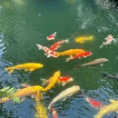 南昆山翠兰谷生态度假村 - 惠州旅游 缩略图 9