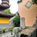 古鸡鸣寺 - 南京市旅游 缩略图 6