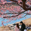 河津町 - 日本旅游 缩略图 1