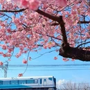 河津町 - 日本旅游 缩略图 6