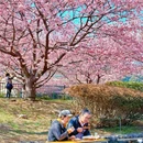 河津町 - 日本旅游 缩略图 7