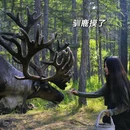 漠河 - 大兴安岭地区旅游 缩略图 7