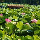 圆明园遗址公园 - 北京旅游 缩略图 4