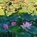 圆明园遗址公园 - 北京旅游 缩略图 6