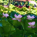 圆明园遗址公园 - 北京旅游 缩略图 7