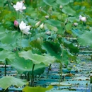 保山市隆阳区清华海国家湿地公园应急避难场所(西湖北端) - 保山市旅游 缩略图 6