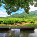 中国茶叶博物馆(双峰馆区) - 杭州市旅游 缩略图 5