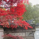 同里古镇风景区 - 苏州市旅游 缩略图 7