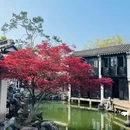 同里古镇风景区 - 苏州市旅游 缩略图 9