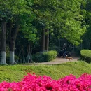 广东树木公园 - 广州市旅游 缩略图 3
