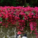广东树木公园 - 广州市旅游 缩略图 7