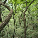 安徽天堂寨风景区 - 六安市旅游 缩略图 2