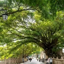 九山公园 - 温州市旅游 缩略图 8
