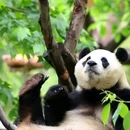 卧龙中华大熊猫苑神树坪基地 - 阿坝藏族羌族自治州旅游 缩略图 2