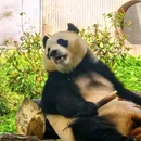 卧龙中华大熊猫苑神树坪基地 - 阿坝藏族羌族自治州旅游 缩略图 4