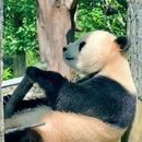 卧龙中华大熊猫苑神树坪基地 - 阿坝藏族羌族自治州旅游 缩略图 6