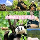 卧龙中华大熊猫苑神树坪基地 - 阿坝藏族羌族自治州旅游 缩略图 1